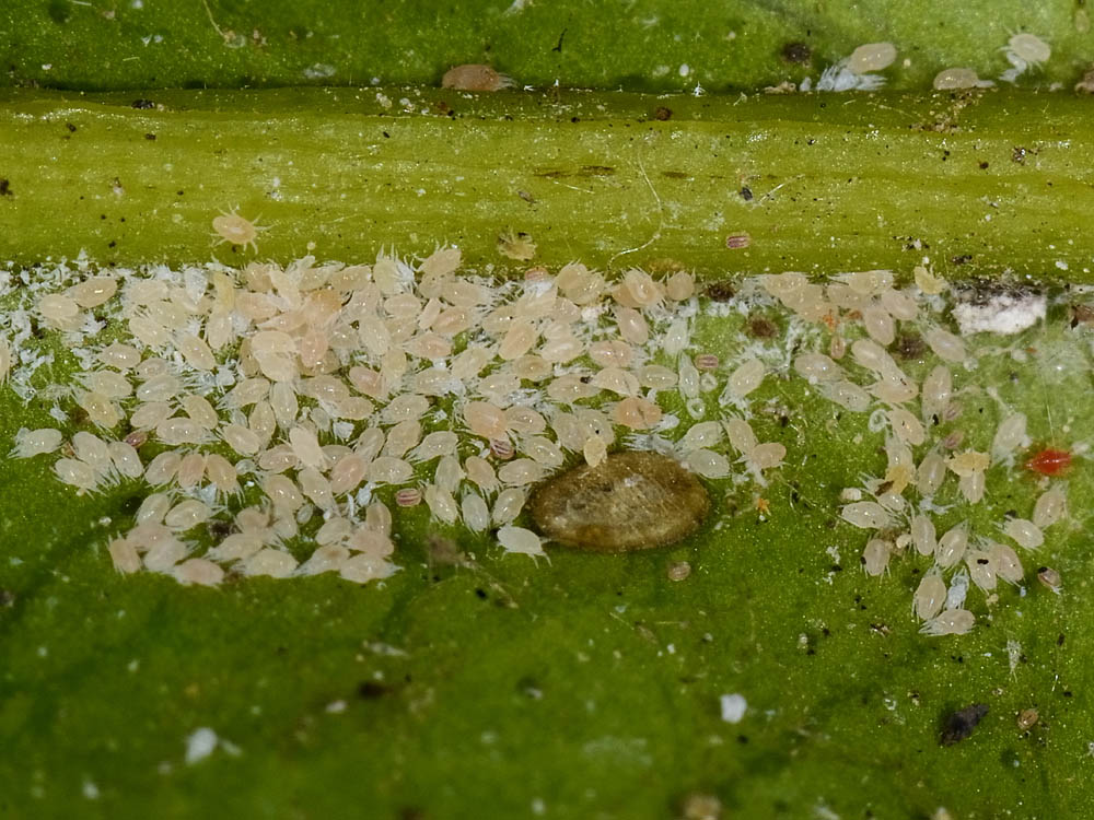 Aleyrodidae?